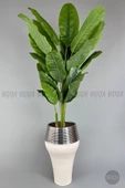 BİÇİÇEK   220cm Starliçe Bitkisi Cleopatra saksıda krem gümüş - 2