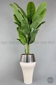 BİÇİÇEK   220cm Starliçe Bitkisi Cleopatra saksıda krem gümüş - 6