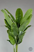 BİÇİÇEK   220cm Starliçe Bitkisi Cleopatra saksıda krem gümüş - 4