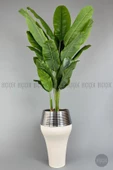 BİÇİÇEK   220cm Starliçe Bitkisi Cleopatra saksıda krem gümüş - 1