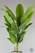 BİÇİÇEK   220cm Starliçe Bitkisi Cleopatra saksıda siyah gümüş - 4