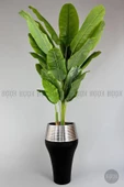 BİÇİÇEK   220cm Starliçe Bitkisi Cleopatra saksıda siyah gümüş - 1