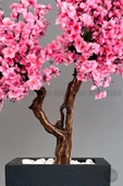 BİÇİÇEK   Bonzai gövdeli Pembe Sakura Ağacı 150cm Dış Mekana Uygun thumbnail 4
