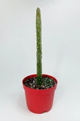 Consolea Rubescens ince uzun kaktüs özel tür yassı sütun 8.5 cm kırmızı saksıda - 5