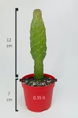 Consolea Rubescens ince uzun kaktüs özel tür yassı sütun 8.5 cm kırmızı saksıda - 6