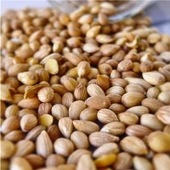 Tane Mahlep 100Gr thumbnail 1