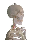 Temel Büyük İskelet Modeli 160 Cm - 4