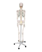 Temel Büyük İskelet Modeli 160 Cm - 2