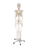 Temel Büyük İskelet Modeli 160 Cm - 1