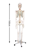 Temel Büyük İskelet Modeli 160 Cm - 5