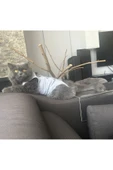petcase Ameliyat Sonrası Kedi Kıyafeti - Gri thumbnail 3