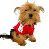 Kırmızı Adidog Kapşonlu Köpek Sweatshirt Köpek Kazağı - 7
