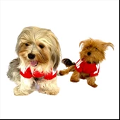 Kırmızı Adidog Kapşonlu Köpek Sweatshirt Köpek Kazağı - 8