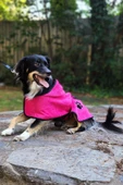2'li Pamuklu ve Kapüşonlu Köpek Bornozu - 2