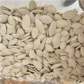 Kabak Çekirdeği 500Gr - 1