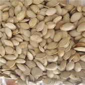 Kabak Çekirdeği 500Gr - 1