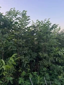 4 YAŞ TÜPLÜ AŞILI CHANDLER CEVİZ FİDANI BOY 180-200 CM thumbnail 4