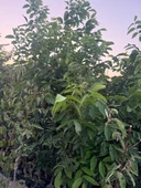 4 YAŞ TÜPLÜ AŞILI CHANDLER CEVİZ FİDANI BOY 180-200 CM thumbnail 3