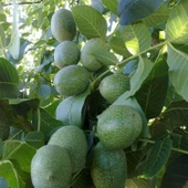 4 YAŞ TÜPLÜ AŞILI CHANDLER CEVİZ FİDANI BOY 180-200 CM thumbnail 1