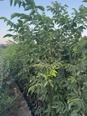 4 YAŞ TÜPLÜ AŞILI CHANDLER CEVİZ FİDANI BOY 180-200 CM thumbnail 2