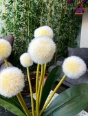 Nettenevime Yapay Çiçek Sarı Pompon Siyah Saksıda Dekoratif Yapay Çiçek 30*20cm - 5