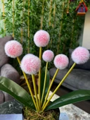 Yapay Çiçek Kırmızı Açık Pompon Siyah Saksıda Dekoratif Yapay Çiçek 30*20cm - 3