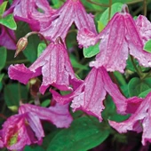 Heather Herschell Clematis Orman Asması Çiçeği Fidanı (5-10 cm) thumbnail 2