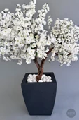 Bonzai gövdeli Beyaz Sakura Ağacı 100cm Dış Mekana Uygun - 7