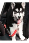 Araba Köpek Tasması Emniyet Kemeri Oto Evcil Hayvan Boyun Araç Tasması Kemeri - 3