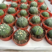 5.5 lik Saksıda Echinopsis Subdenudata (Paskalya Zambağı) Kaktüsü - 3