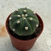 5.5 lik Saksıda Echinopsis Subdenudata (Paskalya Zambağı) Kaktüsü - 2