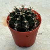 5.5 luk Saksıda Gymnocalycium Mihanovichii (Çene) Kaktüsü - 2