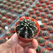 5.5 luk Saksıda Gymnocalycium Mihanovichii (Çene) Kaktüsü - 3