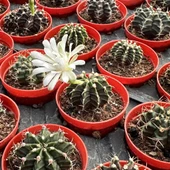 5.5 luk Saksıda Gymnocalycium Mihanovichii (Çene) Kaktüsü - 1