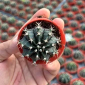 5.5 luk Saksıda Gymnocalycium Mihanovichii (Çene) Kaktüsü - 4