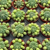 Bol Yavrulu, Çiçek Açan Tür, Matucana Polzii Kaktüsü (5.5cm Saksıda Gönderilir) - 1