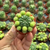 Bol Yavrulu, Çiçek Açan Tür, Matucana Polzii Kaktüsü (5.5cm Saksıda Gönderilir) - 3