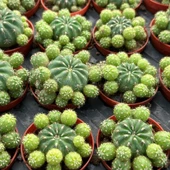 Çiçek Açan Tür, Bol Yavrulu Matucana Polzii Kaktüsü (5.5cm Saksıda Gönderilir) thumbnail 1