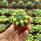 Çiçek Açan Tür, Bol Yavrulu Matucana Polzii Kaktüsü (5.5cm Saksıda Gönderilir) thumbnail 2