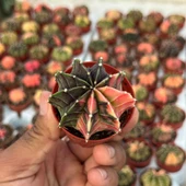 5.5 lik Saksıda Gymno Gymnocalycium M.variegata  Kaktüsü (Black Pearl) thumbnail 1
