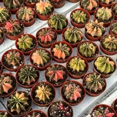 5.5 lik Saksıda Gymno Gymnocalycium M.variegata  Kaktüsü (Black Pearl) thumbnail 2
