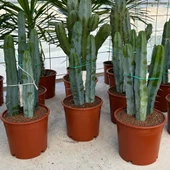 Üçlü Dikim Büyük Boy Özel Seri Sütun Kaktüsü (Myrtillocactus Geometrizans) - 1