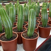 Büyük Boy Koleksiyonluk Ürün San Pedro Kaktüsü thumbnail 1