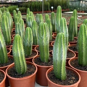 Koleksiyonluk Ürün Büyük Boy San Pedro Kaktüsü - 1