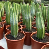 Büyük Boy Koleksiyonluk Ürün San Pedro Kaktüsü thumbnail 2