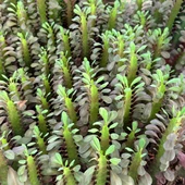 Özel Üretim Euphorbia Trigona Red - Afrika Süt Ağacı Kaktüsü(5.5lik saksıda, 20 cm ve üzeri boyda) - 2