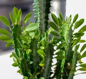 Sınırlı Üretim Euphorbia Trigona Green - Afrika Süt Ağacı Kaktüsü(5.5lik saksıda, 18 cm ve üzeri boyda) - 2