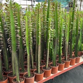 10.5lik Saksıda, 50 cm ve Üzeri Boyda Sınırlı Sayıda Euphorbia Trigona Red - Afrika Süt Ağacı Kaktüsü - 2