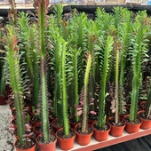 50 cm ve Üzeri Boyda Sınırlı Sayıda 10.5lik Saksıda, Euphorbia Trigona Red - Afrika Süt Ağacı Kaktüsü - 2