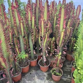 Bol Dallı Özel Seri Sınırlı Üretim Euphorbia Trigona Red - Afrika Kırmızı Süt Ağacı Kaktüsü - 2